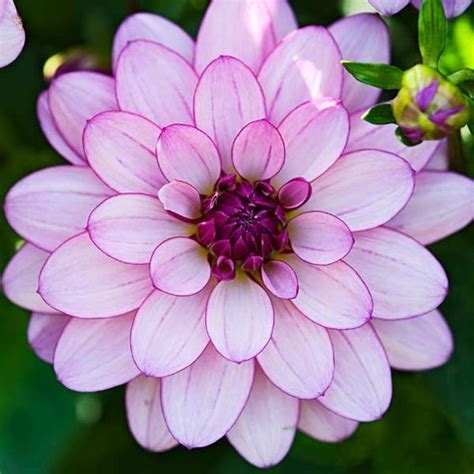 Check spelling or type a new query. Dahlia 'Lauren Michelle': waterlily | Beautiful flowers ...