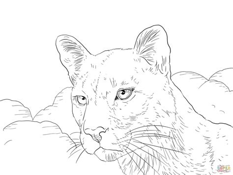 Additionally, your kid will learn some useful information about. Get This Mountain Lion Coloring Pages Printable 75636