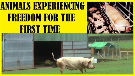 Change for a better world. Top 10 Captive Animals Experiencing Freedom For the First Time - YouTube