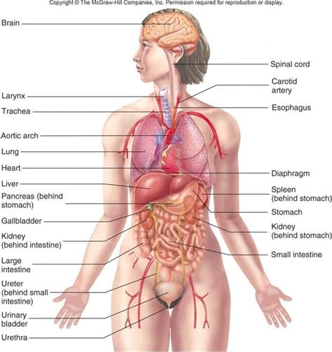 Body diagram female illustrations & vectors. The Female Anatomy Diagram