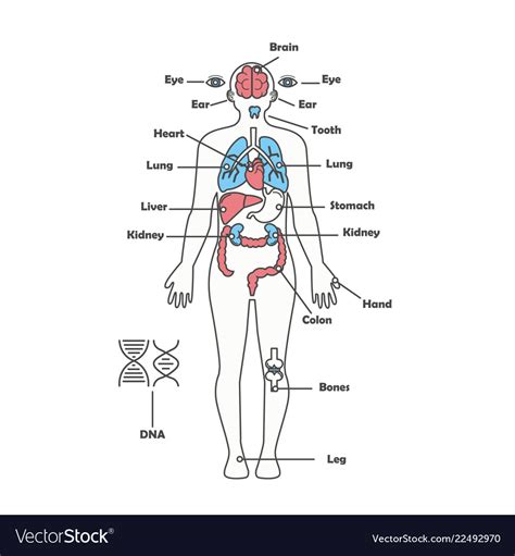 A healthy male can produce up to 6 milligrams of testosterone each day, however, after the age of 30 this dramatically declines. Male human anatomy body internal organs Royalty Free Vector