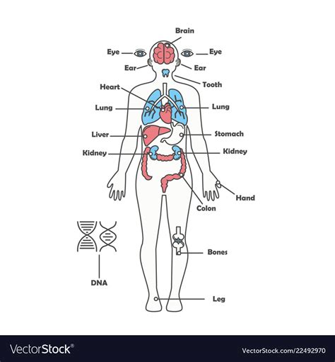 This stage results in the remodelling of the hard callus into a lamellar bone structure with a central medullary cavity. Male human anatomy body internal organs Royalty Free Vector