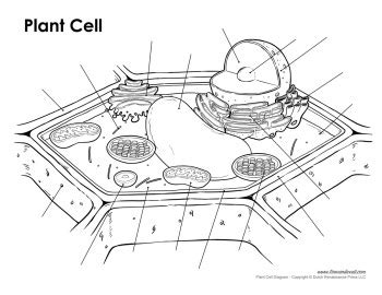 Maybe you would like to learn more about one of these? plant-cell-diagram-unlabeled - Tim's Printables