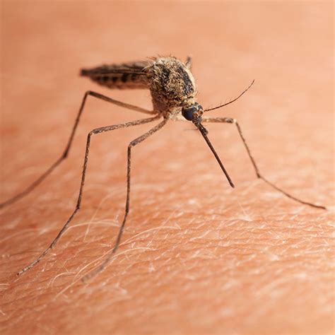 Mosquitoes are one of the most bothersome summertime pests. Mosquito Control Raleigh NC, Mosquito Exterminators ...