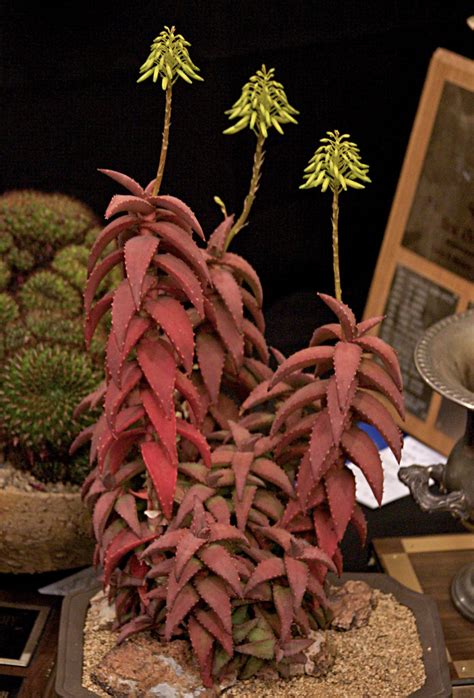 Support the activities of organizations whose goals include the conservation of cacti and succulents in their native habitats. Aloe pearsonii | Cactus and Succulent Society of America ...