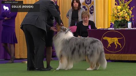 Antonio biaggi bb jesse balboa one greater quantity time. Collies Rough | Breed Judging 2020 - YouTube