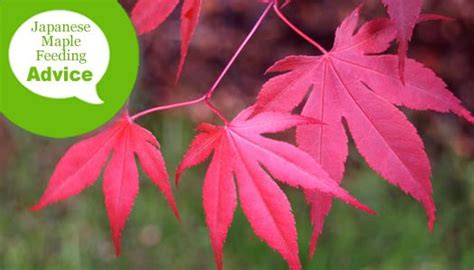 Japanese maples in the ground do not need large amounts of fertilizer, but. How To Fertilize, Feed & Water A Japanese Maple Tree ...