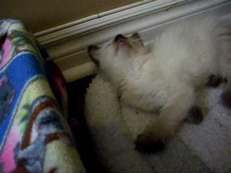 Maybe you would like to learn more about one of these? Siamese/Himalayan & Orange/White Kitten Playing - YouTube