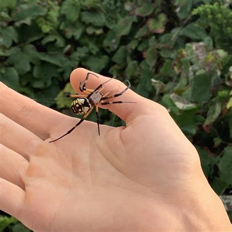 For over 85 years, we've served our clients from eastern nc to tidewater, va with customized solutions for pests , termites , and moisture concerns , as well as for. A lovely orb weaver I met, Duck NC : awwnverts