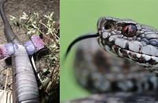 animal genitals weirdest kingdom snake penis penises dicks look headed sick willies strangest wacky double