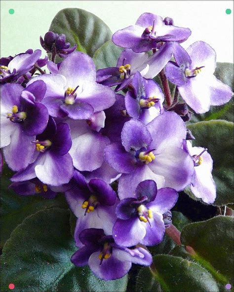 Make your african violets bloom all year round. African Violets By Njchow82 | African violets, African ...