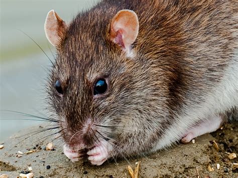 There are a variety of different treatment options for termites, including liquid termiticides and termite baits. Which Rodents Carry the Hantavirus Pathogen? - Swoboda ...