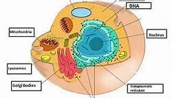 Animal cells are the types of cells that make up most of the tissue cells in animals. Do animal cells have ribosomes?