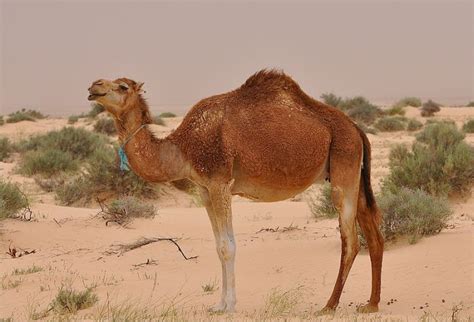 But the sphinx's posterior passage was blocked by the sands of the nile which accounts for the hump on the camel and the sphinx's inscrutable smile. 10 Incredibly Adaptive Sahara Desert Animals