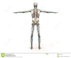 Full human body diagram bones pics with labels full human… continue reading →. Full Picture Real Human Body | Full Human Body Diagram full body anatomy picture - human body ...