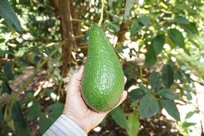 Planting your own avocado tree is fun and easy. Vero Beach Avocado