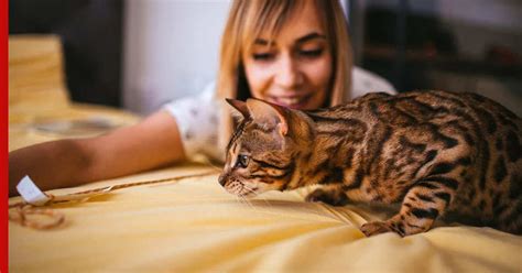 Кошки для одиноких людей: общительные и ласковые породы, которые ...