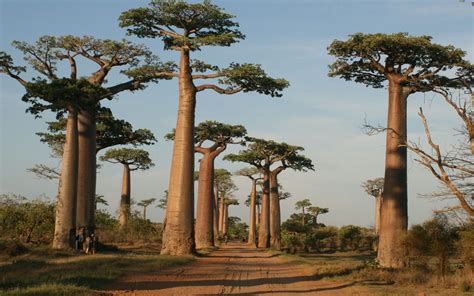 There are nine species of baobab trees. Adansonia grandidieri - Grandidier's Baobab | World of ...