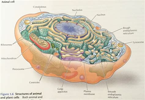 They appear to help in organizing cell division, but aren't essential to the process. Cell Overview