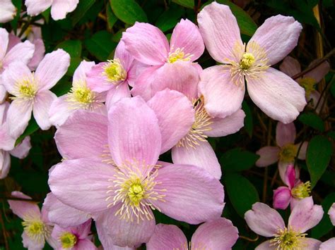 We did not find results for: Clematis montana var. rubens at The Royal Botanic Garden ...