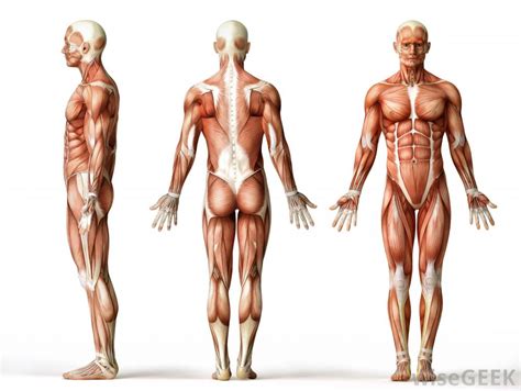 When one of these muscles contracts, it allows movement of a specific area of the body. Werewolf Anatomy - Final Project: Convergence