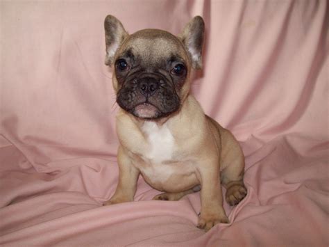 Place a free ad today! French Bulldog Puppies For Sale | Swansea, Swansea ...