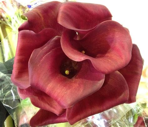 From older lily varieties to some of the newest and most spectacular lily. Mini Calla Lilies http://www.mainwholesaleflorist.com ...