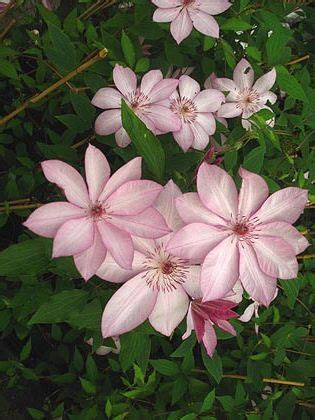Check spelling or type a new query. Clematis Omoshiro - Friedrich M. Westphal Clematis ...
