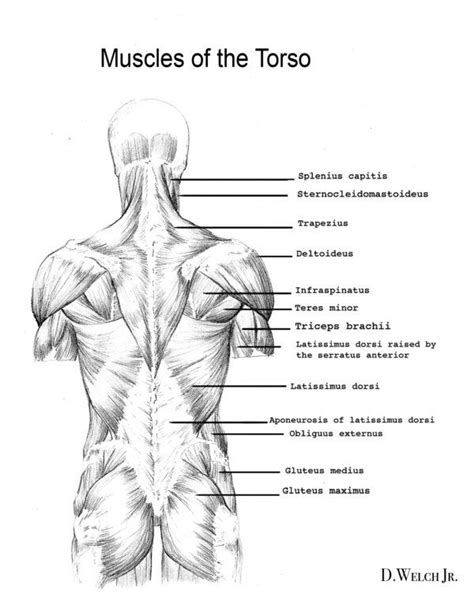 Learn how to draw the lower back muscles by learning their form. Back Muscles Study by *DarkKenjie on deviantART | Anatomía ...