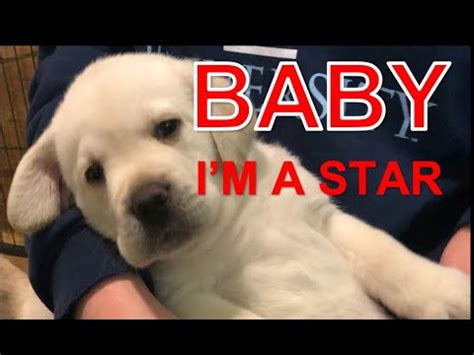 9 black labs (5 girls and 4 boys) and 2 yell. Lab Puppies LIVE!! - YouTube