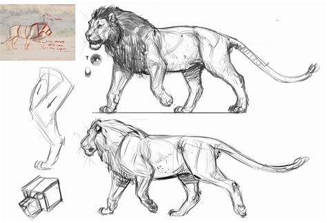 Discover the muscle anatomy of every muscle group in the human body. Animal Art and Demos: big cat demo lion