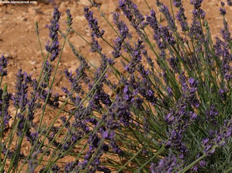 So kann sie in warmen jahren beziehungsweise regionen früher beginnen als in kühleren. Provence Sehenswürdigkeiten-Meine Top5 und warum Sie diese ...