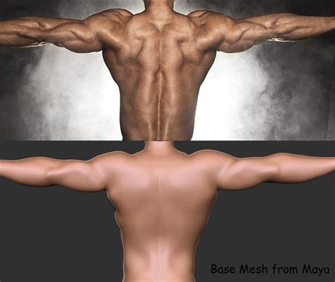 The spinal erectors are thought of as the lower back muscles. Shiv Swain - Back Muscles Anatomy 01