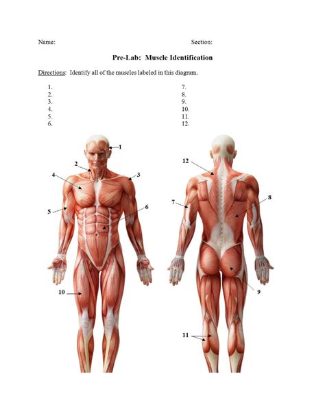Muscles function to produce force and motion. Solved: Name: Section Pre-Lab: Muscle Identification Direc ...