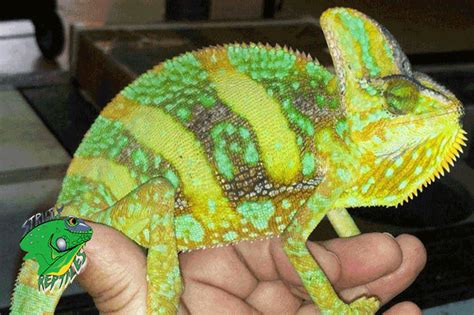 Online Exotic Reptile Store - Wholesale Reptiles for Sale