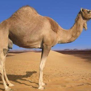 If you let the milk sit for two weeks it becomes. Iranian two humped camel These animals are compatible with ...