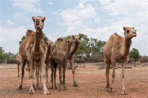 Feral camels and horses will be shot dead as they are damaging settlements in search of water. Australia Orders To Shoot 10000 Feral Camels From The ...