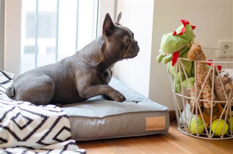 Die französische bulldogge ist ein liebenswerter, anpassungsfähiger familienhund, der sich in einem singlehaushalt genauso wohlfühlt wie in einer familie mit kindern. Die Französische Bulldogge Namens Teddy... - La petite Olga