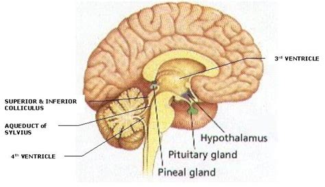 pineal-region-tumors | Endocrine system, Pituitary gland ...