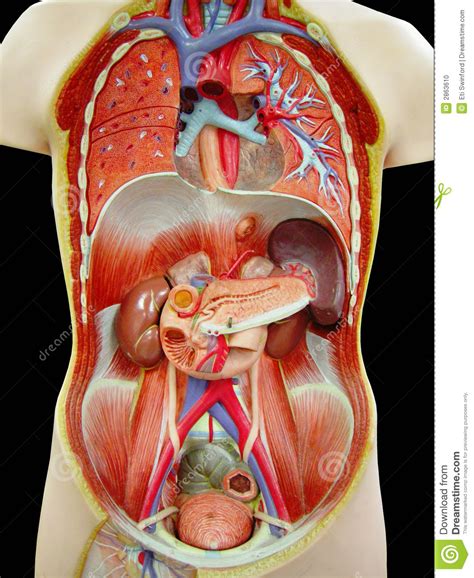 Do you require a human torso model for a doctor surgery, classroom or clinic? Human Torso Stock Photo - Image: 2863610