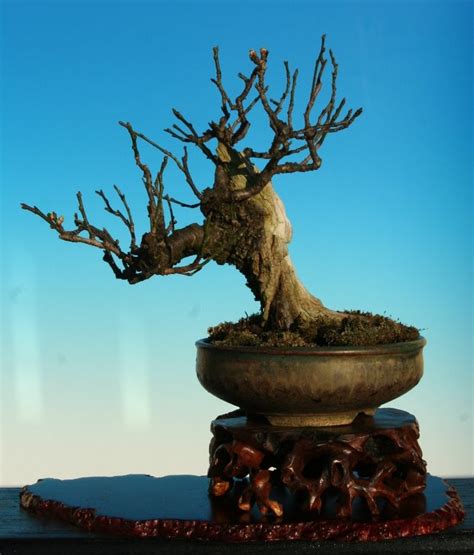 Fast and free shipping on many items you love on ebay. Nik Art bonsai blog: Prunus mume