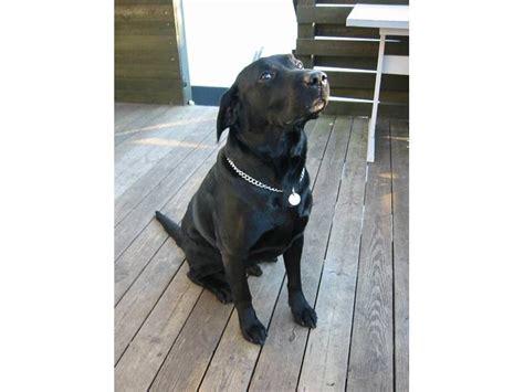 De senere år er det blevet populært at markedsføre såkaldte formel 1 modeller af labrador retriever. Labrador retriever Formel 1 Rolf - 1999 - --Han er mega ...
