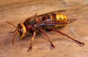 Se non si è allergici. Emergenza Ammazzasomari o Calabrone Killer - Chiama Ora ...