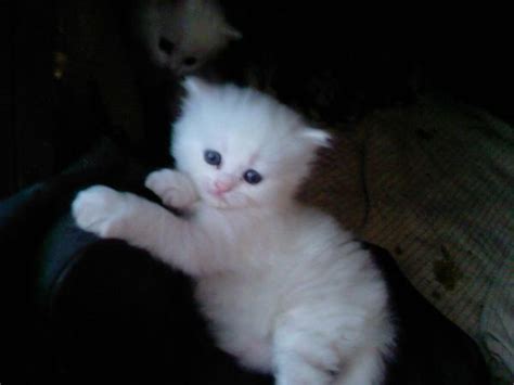 Hundreds more if a cat or kitten's medical history is unknown or if the kitty has not received initial medical care. 1 Month Old Persian Kitten For Sale In Lahore - Pets For ...