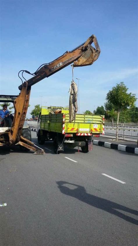 Ia biasanya ditemui di kawasan hutan hujan atau sungai kecil di asia. Accident & Tragic News in Malaysia: Bangkai ular sawa ...