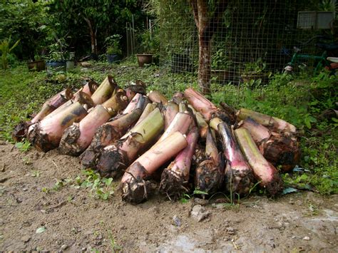 Proses pengeluaran anak pokok pisang nipah jualan anak pokok pisang saba nipah abu sanggar kepok. PISANG ABU UNTUK DIJUAL | nusa tropika enterprise