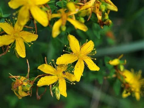 Spring flowering shrubs bring such a lot of colour into the garden early in the year, and some of the best displays come from rhododendrons and azalea.these come in all sizes and. 11 Show Stopping Yellow Flowering Shrubs