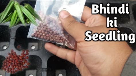 Lady finger recipe in urdu. How to Grow okara|Bhindi|lady fingers in Urdu|Hindi Green ...