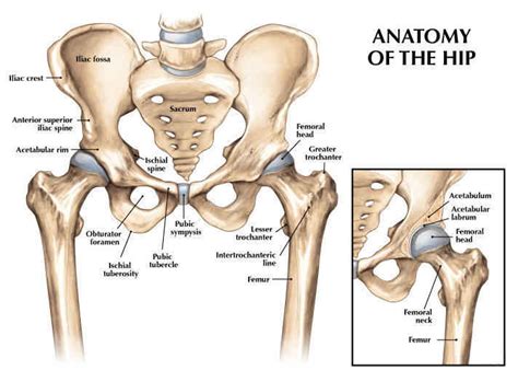 Human muscle system, the muscles of the human body that work the skeletal system, that are under voluntary control, and that are concerned with movement, posture, and balance. Hip Joint:Anatomy,Movement & Muscle involvement » How To Relief
