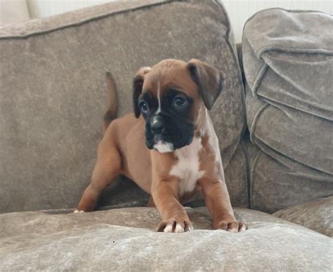 This boxer puppy is super playful and social as can be! Boxer Puppies For Sale | Indianapolis, IN #324011
